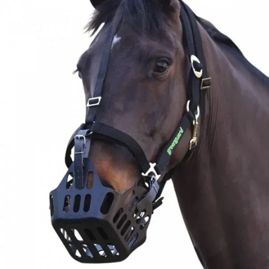 Expdi Aujourdhui Licol Greenguard - Cheval