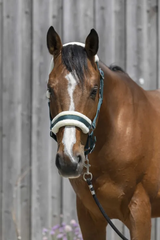 Licol Riding World mouton synthtique - Cheval - Vert fonc Satisfait Ou Rembours