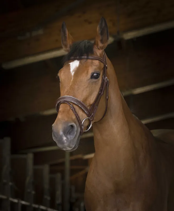 Bridon Norton Pro Rock - Cheval - Havane Offre Exclusive