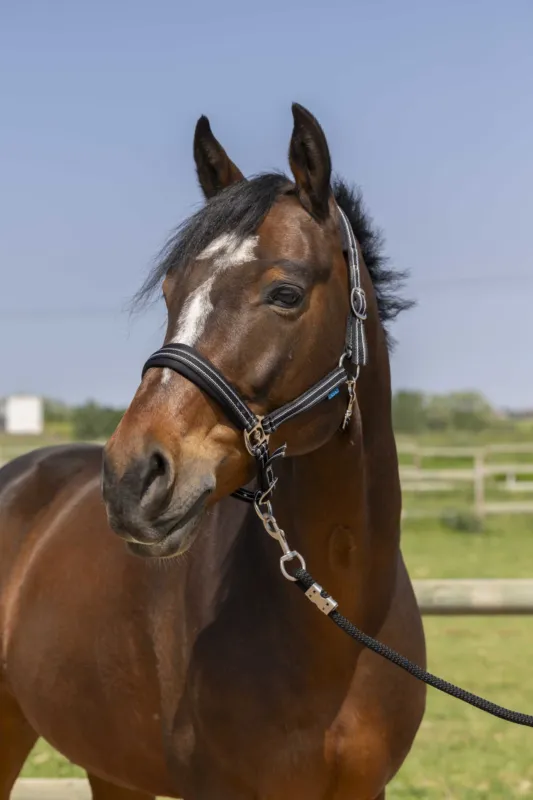 Licol Norton 4lines - Poney - Noir Retour Gratuit