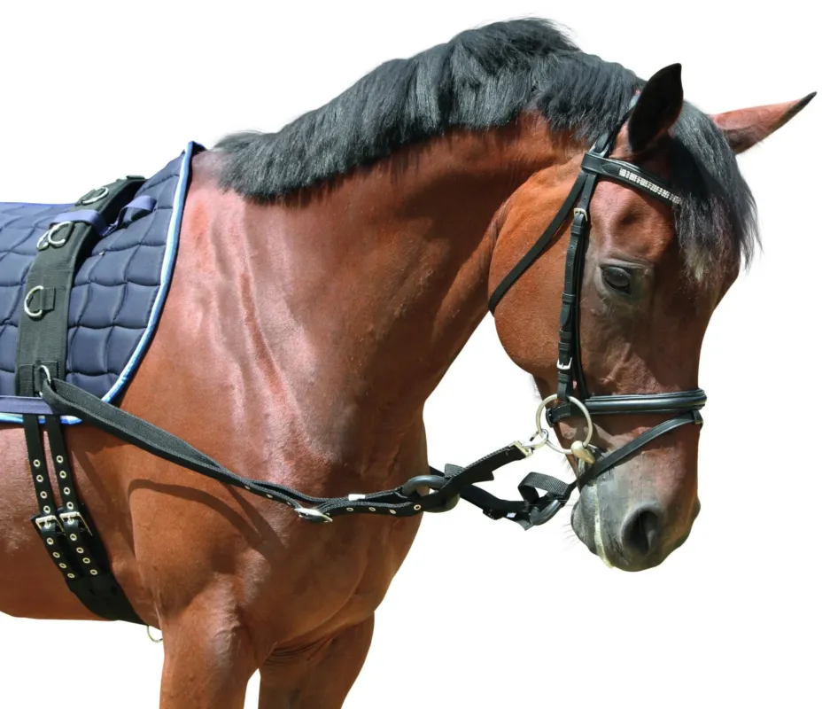 Commander Maintenant Enrnement lastique Covalliero - Cheval - Noir