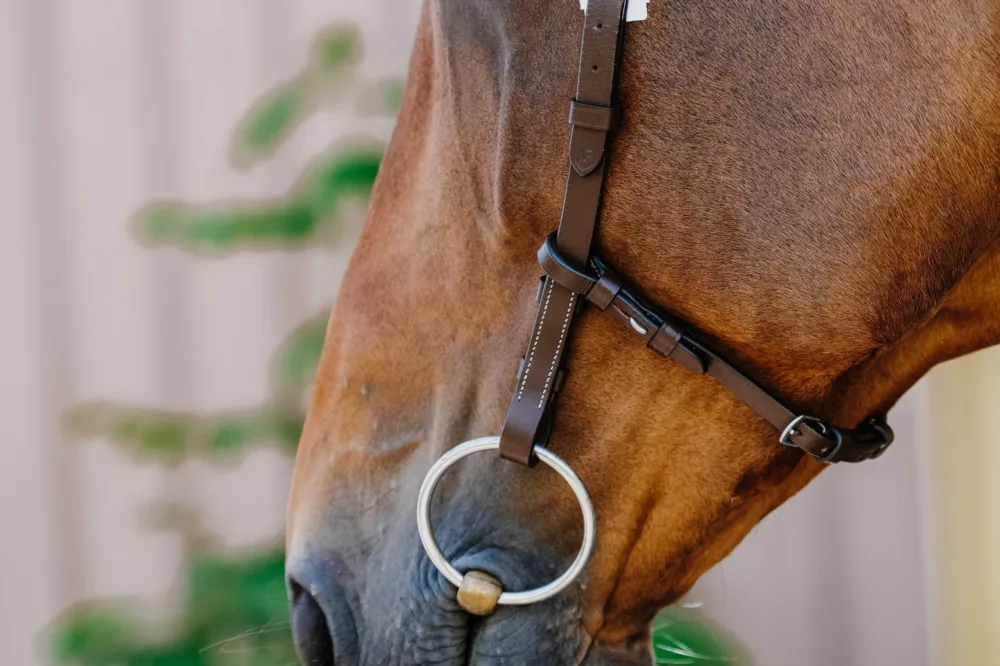 Bridon Freedom Norton - Cheval - Havane Satisfait Ou Rembours