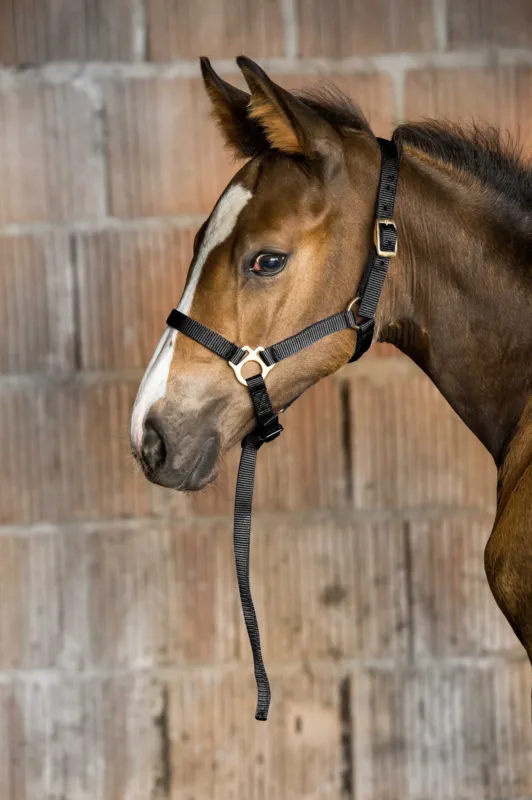 Nouvelle Collection Licol nylon foal - Noir