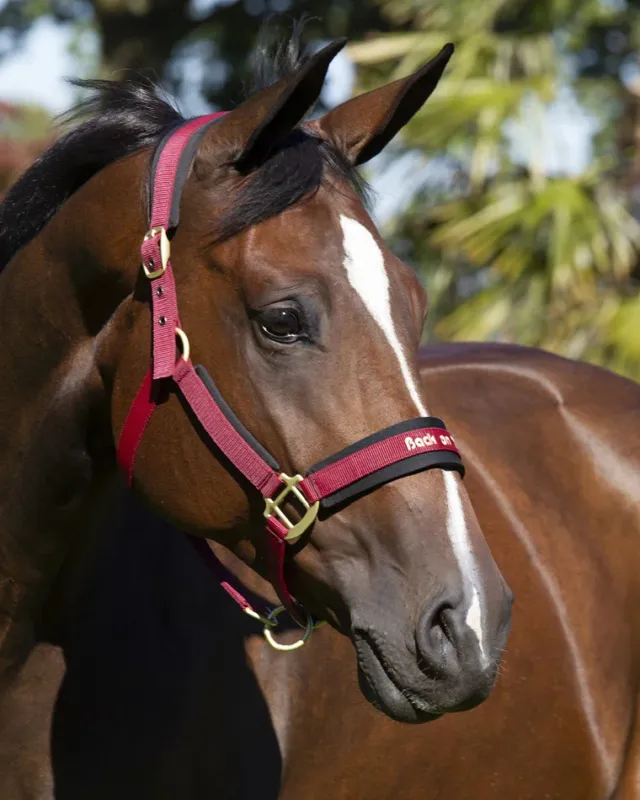 Populaire Licol Werano Back On Track - Poney - Bordeaux