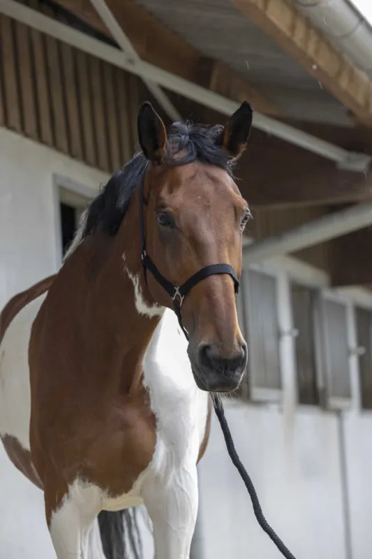Commander Vite Ensemble licol et longe Club - Poney - Noir