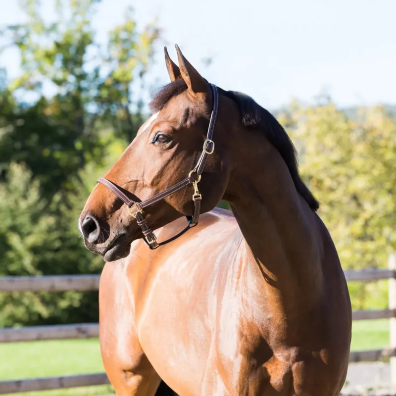 Expdi Aujourdhui Licol cuir Fremont Horze - Cheval - Marron