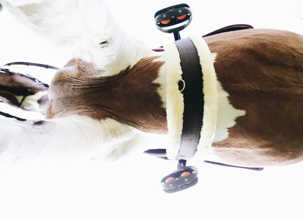 Prix Choc Sangle mouton Kentucky - 140 cm - Marron