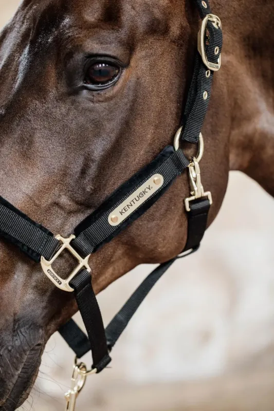 Licol Velvet Kentucky - Cheval - Noir Retour Gratuit