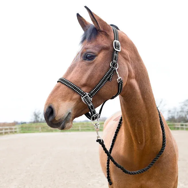 Paiement Scuris Licol et longe Cooper Horze Supreme - Cob - Noir