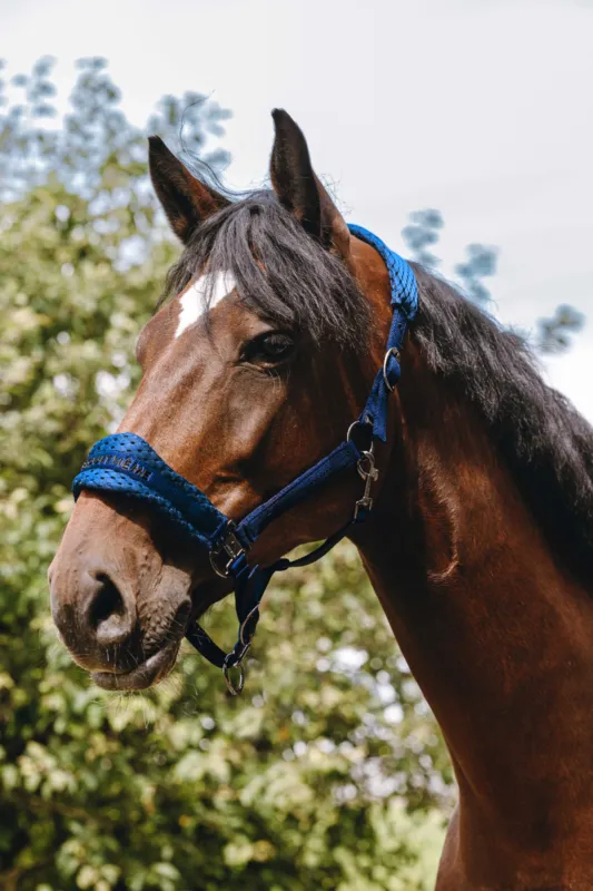 Solde Licol nylon Equithme 3D Mesh - Cheval - Bleu roi