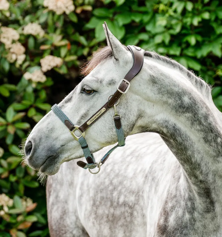 Paiement Scuris Licol Horseware tress Signature - Cheval - Marron / marine / brume bleu