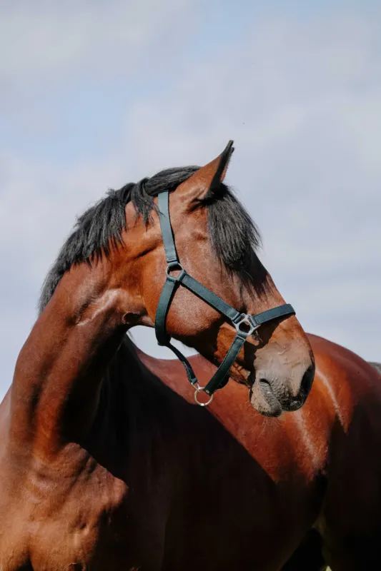 Vente Flash Licol Riding World Cushion - Poney - Marine