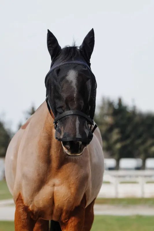 Bon March Licol + masque Equithme - Poney - Noir