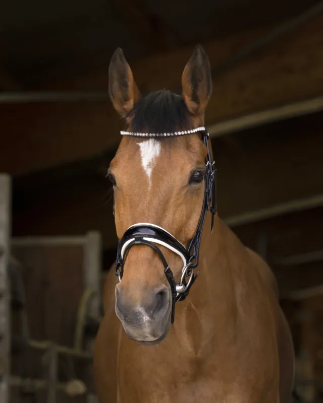 Bridon Norton Pro Bella - Cheval - Noir Offre Spciale