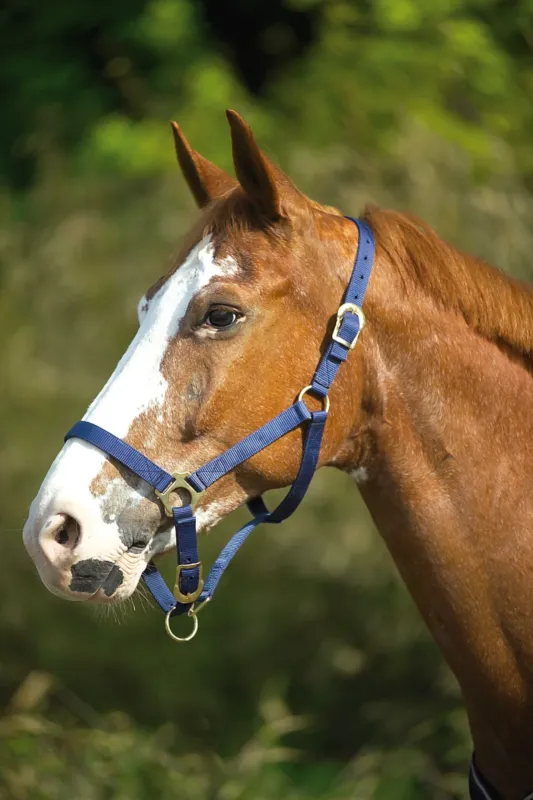 Licol nylon double paisseur avec fermetures boucles Norton - Poney - Bleu marine Must-Have