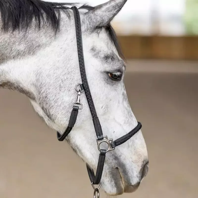Nouvel Arrivage Licol cheval grooming Dialou Pro-Confort Horsewear – Cheval – Noir