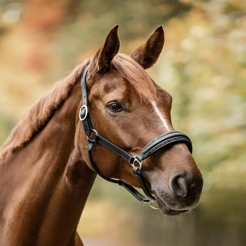 Expdi Aujourdhui Licol cheval cuir Glamour S-Line Waldhausen strass - Cob/pur-sang - Noir