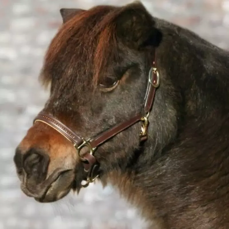 Licol en cuir avec brillants Diamond Waldhausen - Poney - Noir Meilleure Vente