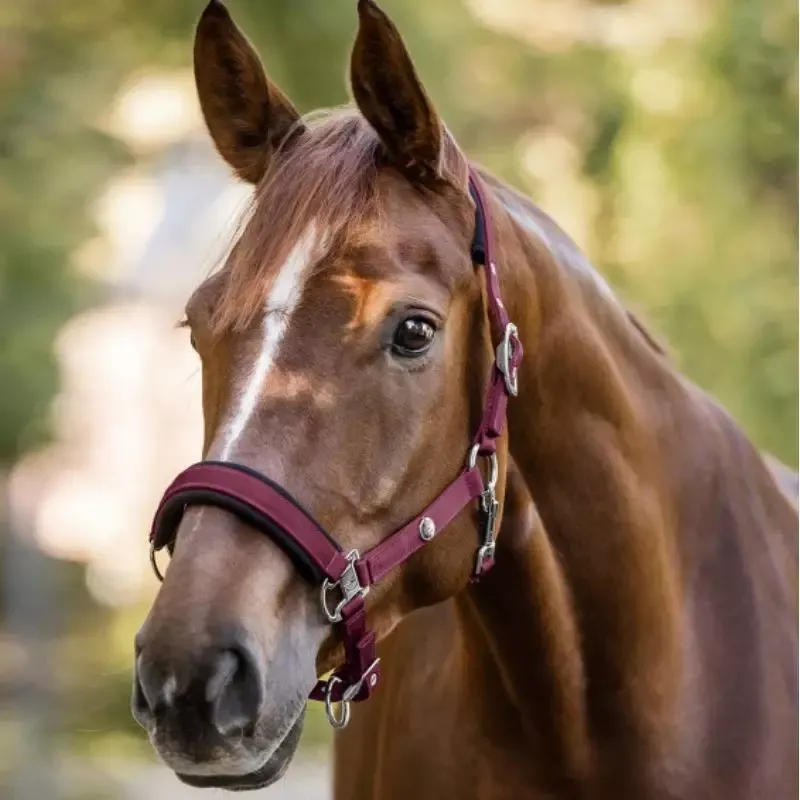 Offre Spciale Licol cheval Trinidad Waldhausen - Cob/pur-sang - Noir