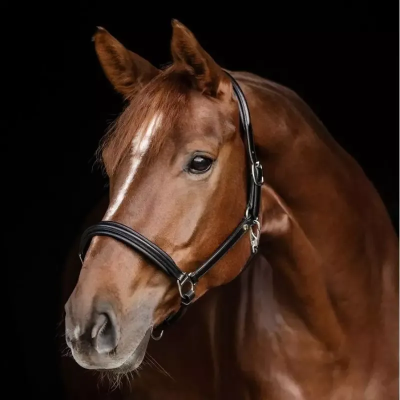 Licol cheval cuir Classy S-Line Waldhausen - Cheval - Noir Top Vente