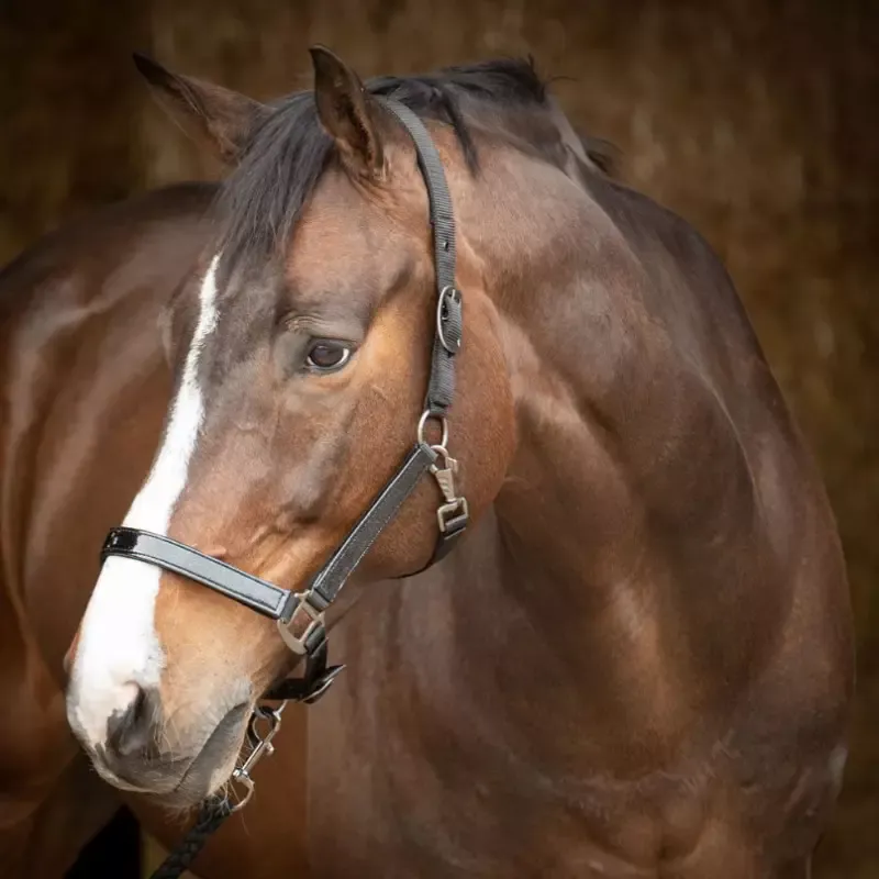 Licol cheval avec longe Metallic II Harry's Horse - Cheval - Noir Offre Limite