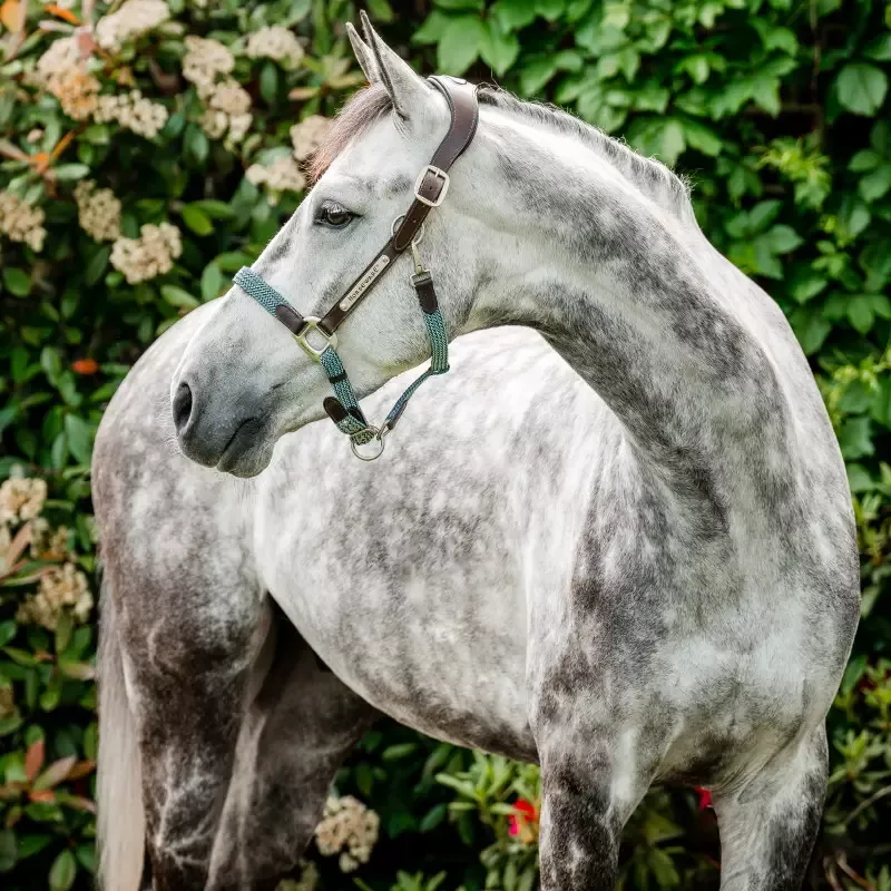 Produit De Marque Licol cheval cuir tress Signature Horseware - Poney - Bleu fume
