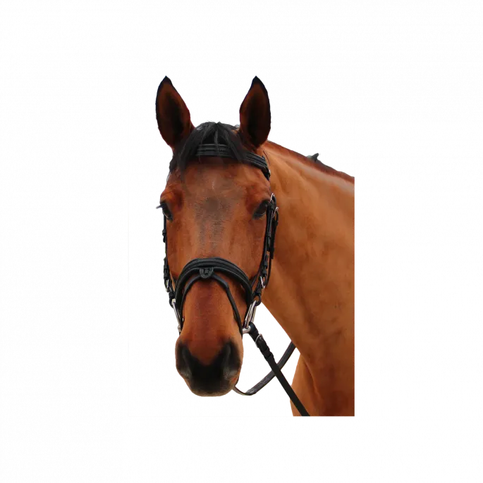 Bridon Mylord - Canter - noir/gris - pur-sang (cob ) Nouvel Arrivage