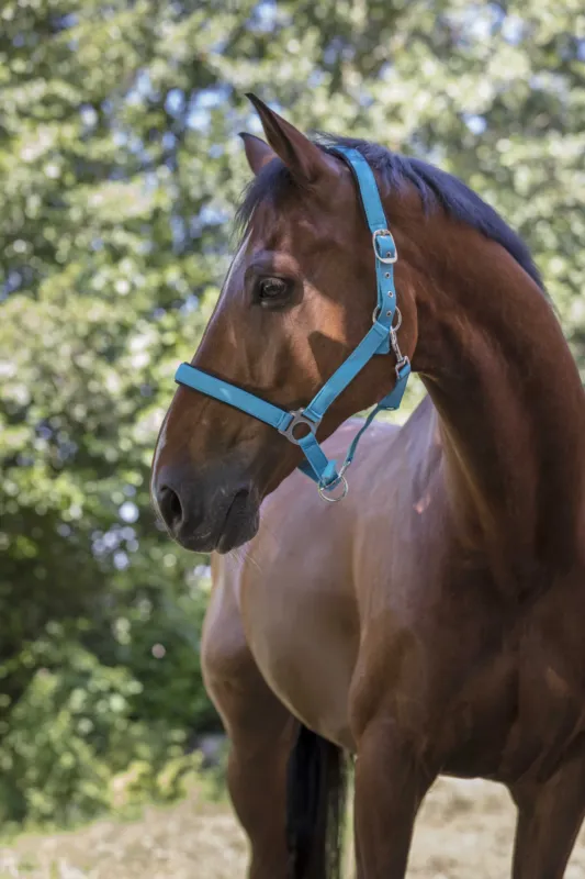 Licol Norton Fluo doubl - Cheval - Bleu Quantit Limite