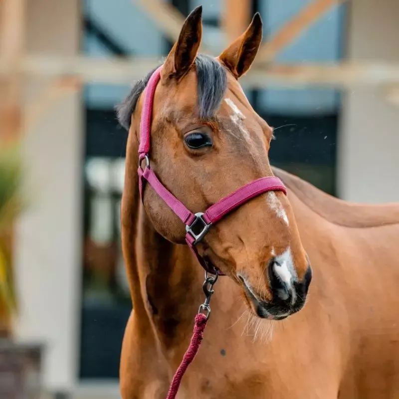 Licol et longe cheval Amigo Horseware - Cheval - Noir Retour Gratuit