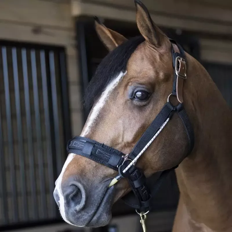 Licol cheval stress Busy Buddy Thinline - Unique Prix Bas
