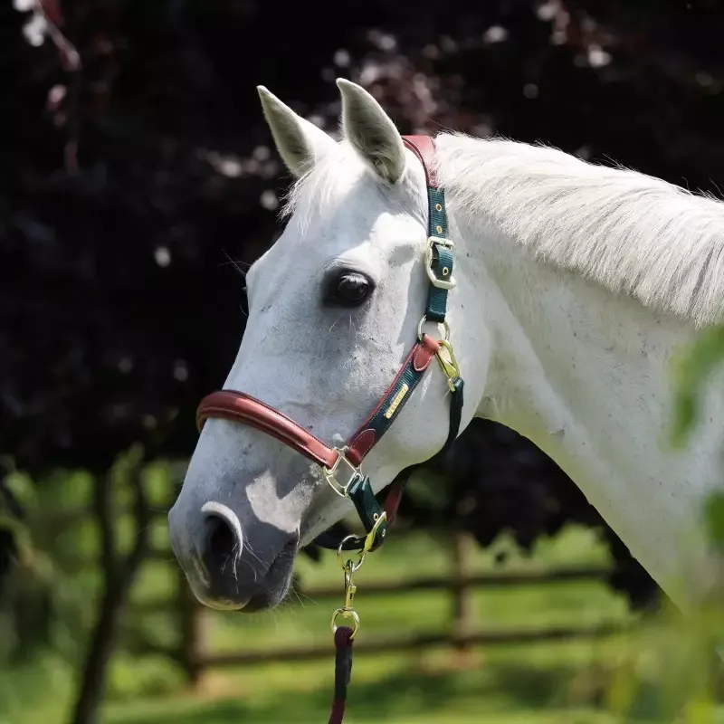 Livraison Gratuite Licol cheval cuir et nylon Velociti Lusso Shires - Cob/pur-sang - Bordeaux