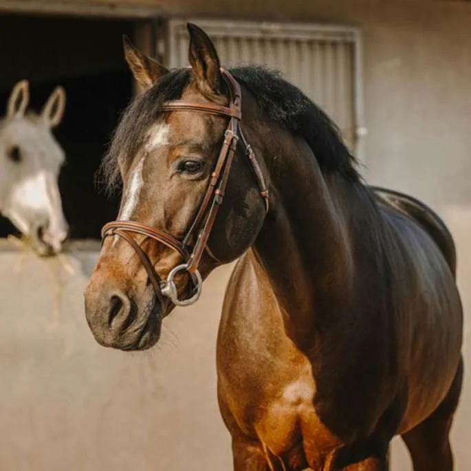 Promotion Saisonnire Bridon Crown - Eric Thomas Pro - havane - cheval (full )