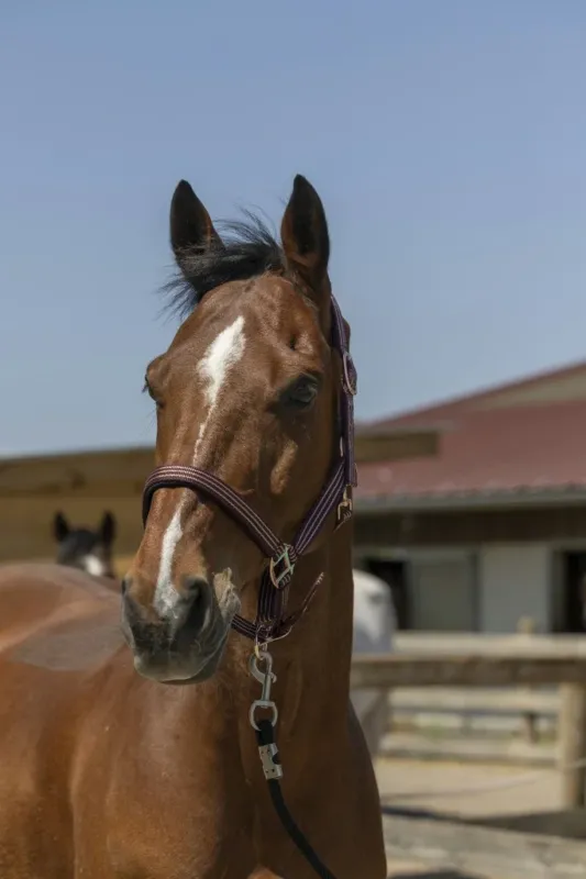 Licol Norton Zari - Cheval - Bordeaux Soldes