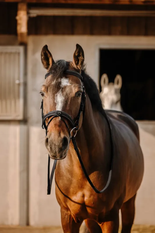 Bridon Eric Thomas Work - Cheval - Noir Populaire