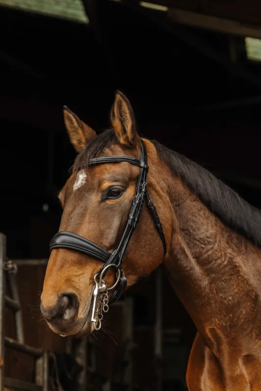 Populaire Bride Norton Basal - Cheval - Noir