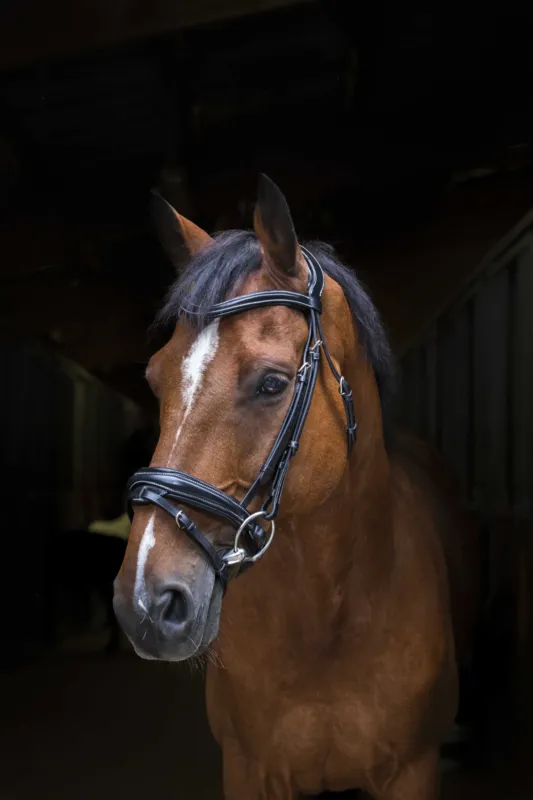 Bridon Eric Thomas Pro Design - Cheval - Noir Expdi Aujourdhui