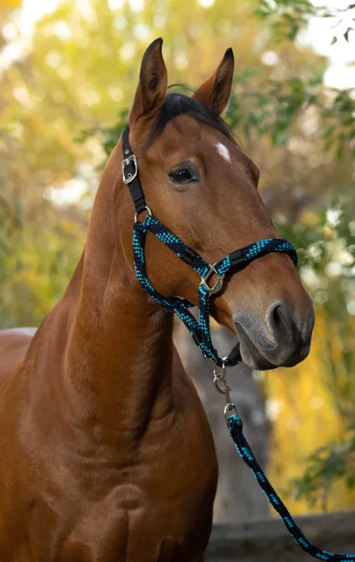Dernire Chance Licol + longe Equitheme Tress - Cheval - Turquoise / marine / noir