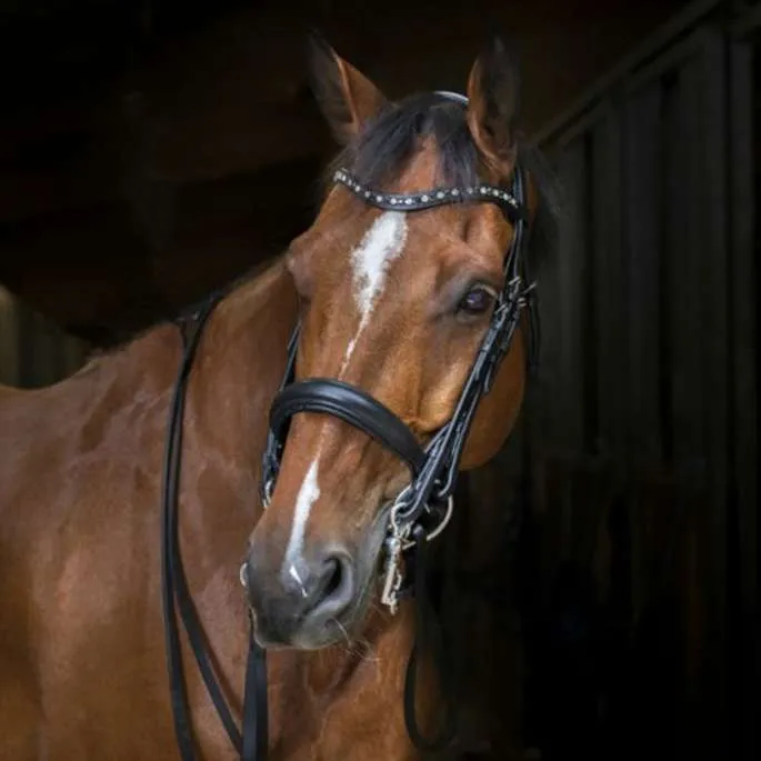Bride - Eric Thomas Hybrid - noir - cheval (full ) Offre Du Jour