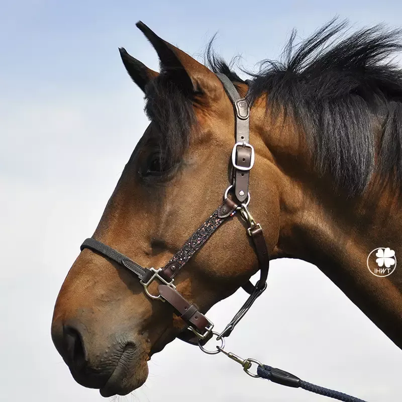 Prix Cass Licol cheval cuir Elegance Disco IHWT - Cheval cuir noir - Noir