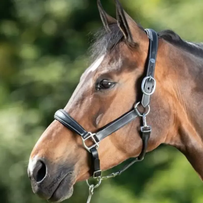 Licol cheval Grooming et transport cuir HFI Master - Grand cheval - Trait - Brun Acheter En Ligne