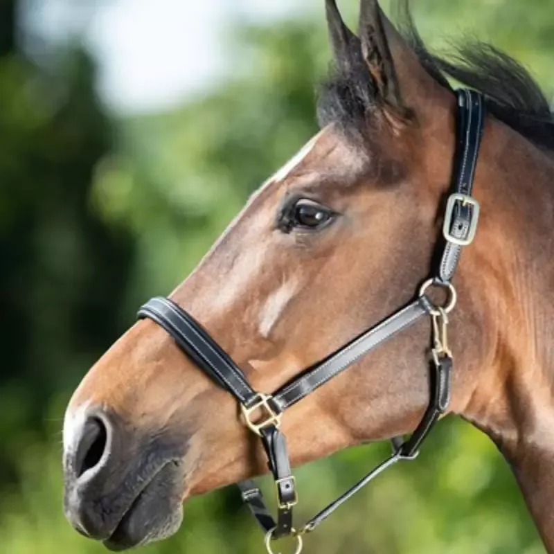 Licol cheval cuir coutures crmes HFI Master - Cob/pur-sang - Brun Meilleur Prix