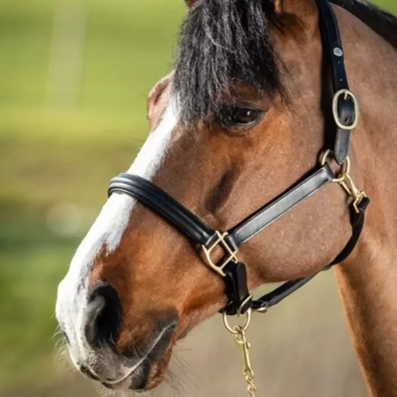 Licol cheval cuir muserolle bombe HFI Master - Grand cheval - Trait - Brun Haute Qualit