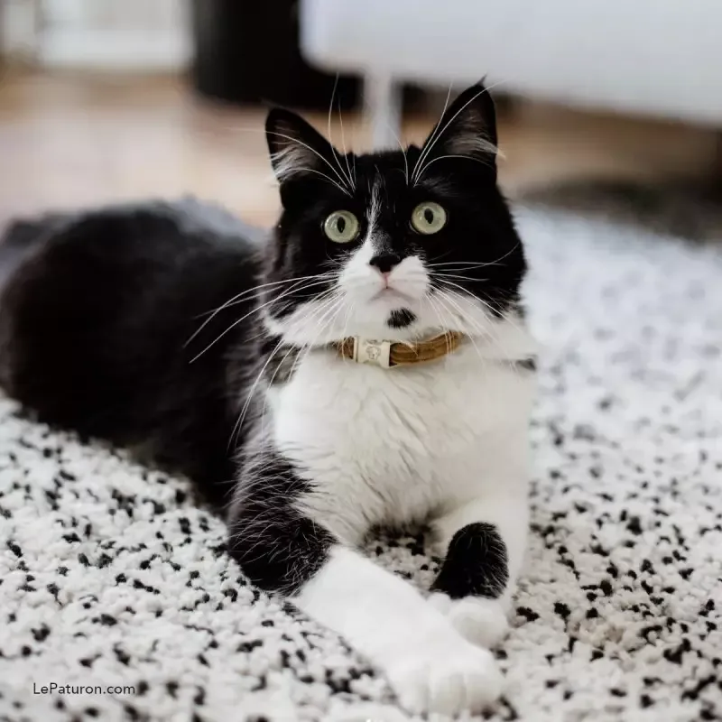 Collier Chat Chien Velvet Kentucky Dogwear – M – Moutarde Meilleur Choix