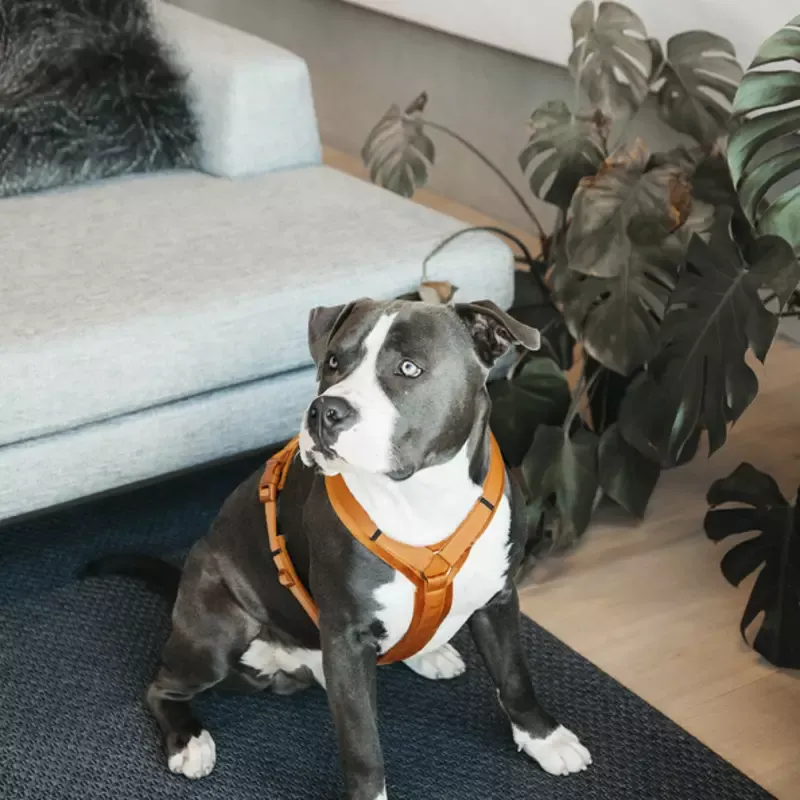 Harnais Velvet Kentucky chien – L – Bordeaux Populaire