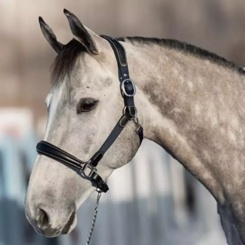 Bon Plan Licol cheval Mixed cuir nylon hybride HFI Master - Poney - Brun