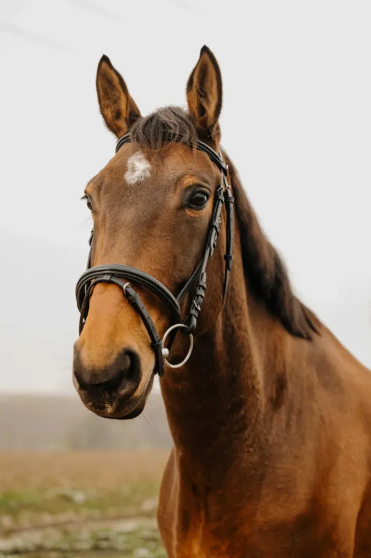 Acheter En Ligne Bridon Norton Club Square - Poney - Noir