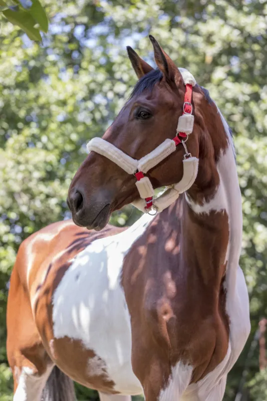 Offre Du Jour Licol Norton Full mouton synthtique - Pur-sang - Rouge / cru