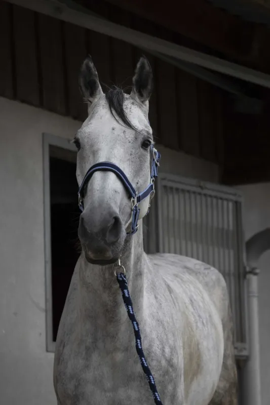Licol + longe Equitheme Satin - Shetland - Marine / bleu ciel Marque