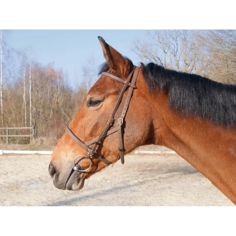 Bridon licol Biotack T de T - Marron Jusqu puisement Des Stocks