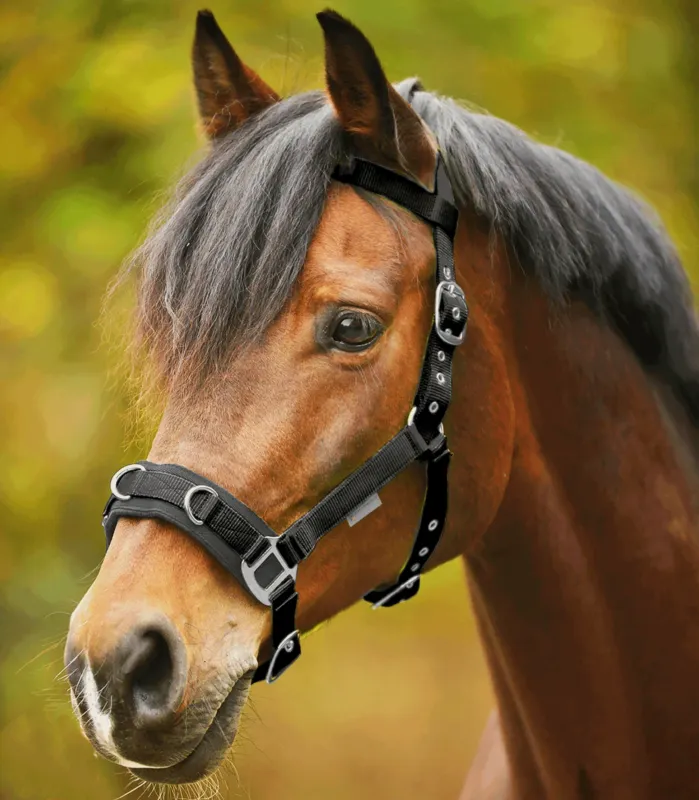 Licol pour longer Waldhausen Economic - Cheval - Noir Livraison Express